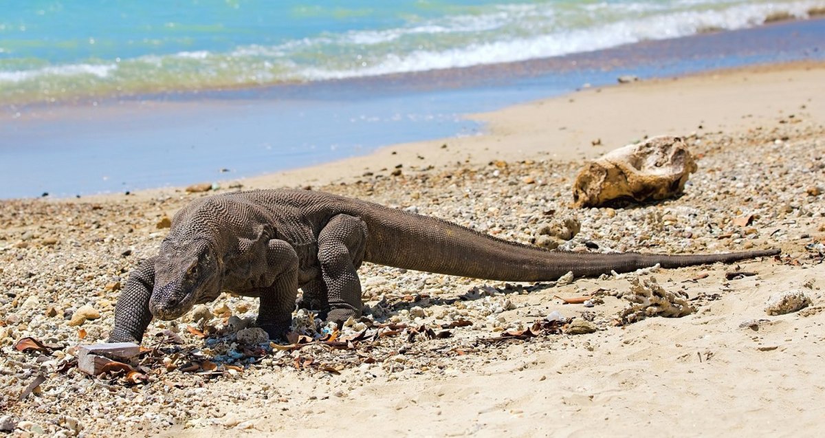 Вараны на Бали