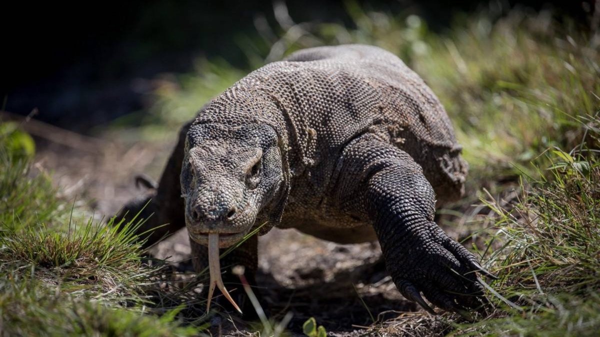 Комодские вараны партеногенез