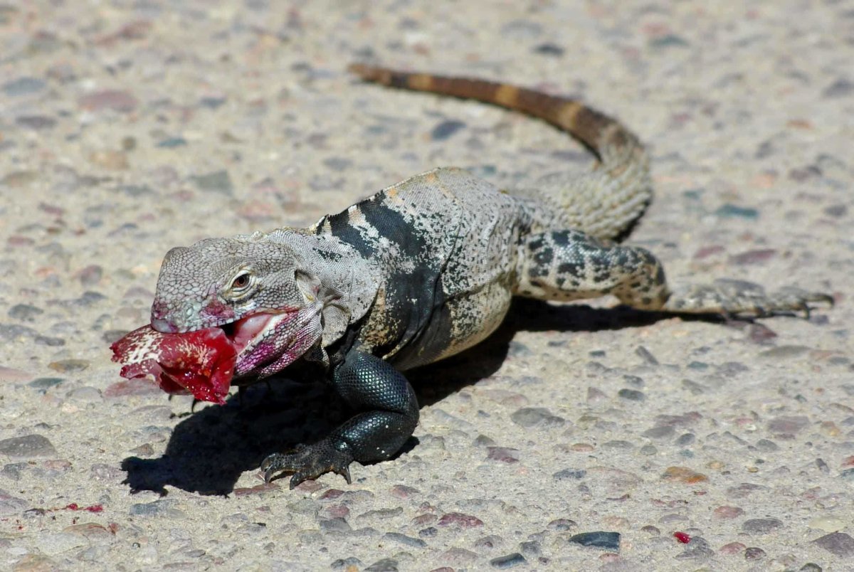 Игуана питается