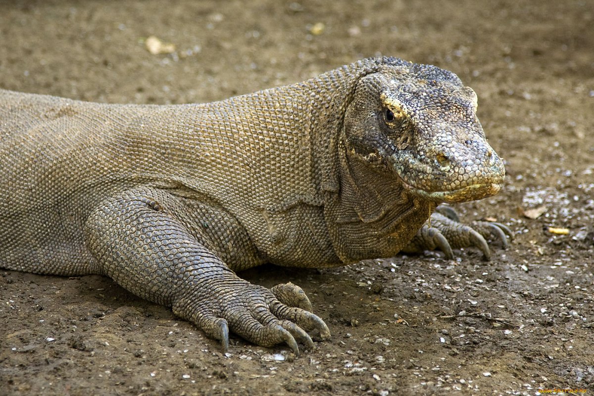Комодский Варан цвет