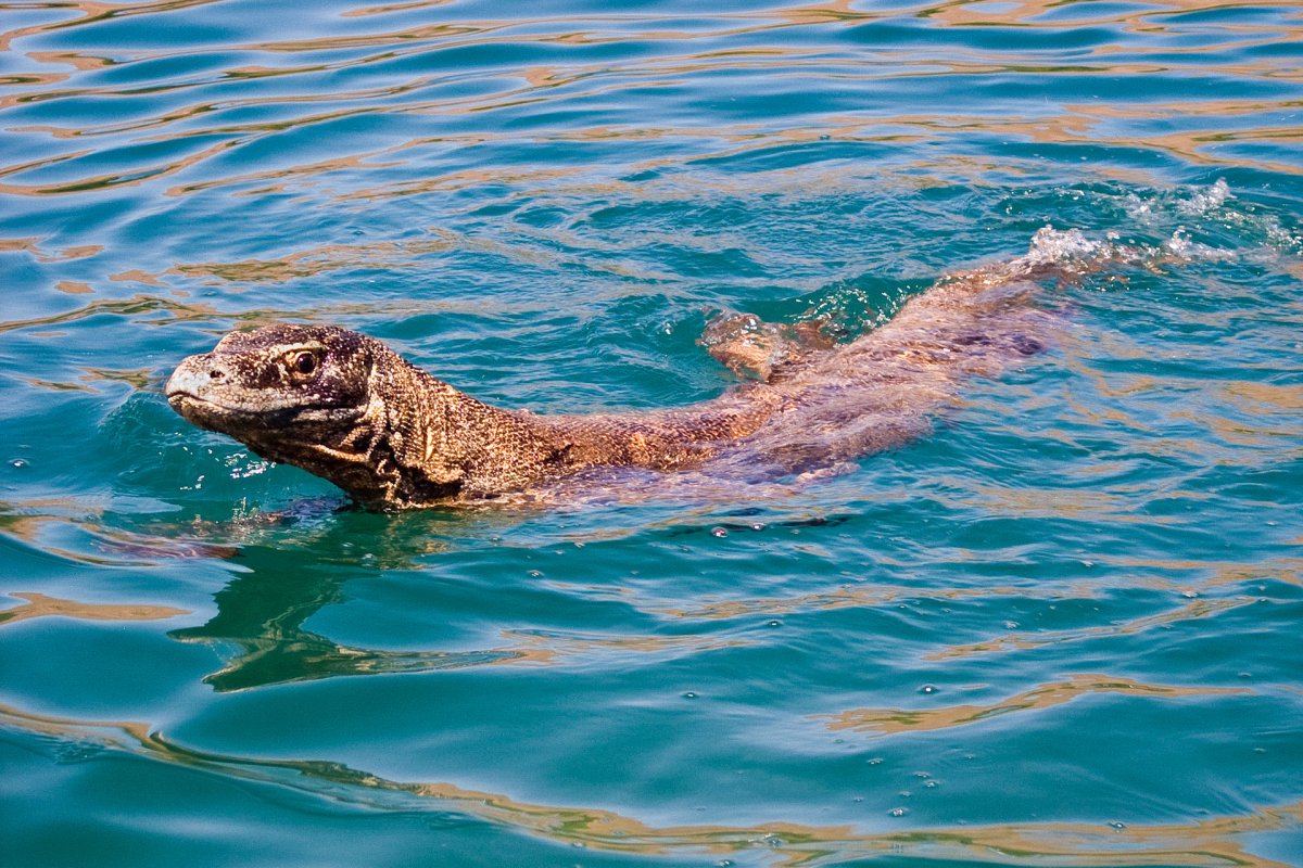 Комодский Варан плавает