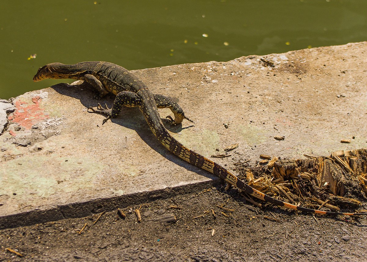 Нильский Варан на шлейке