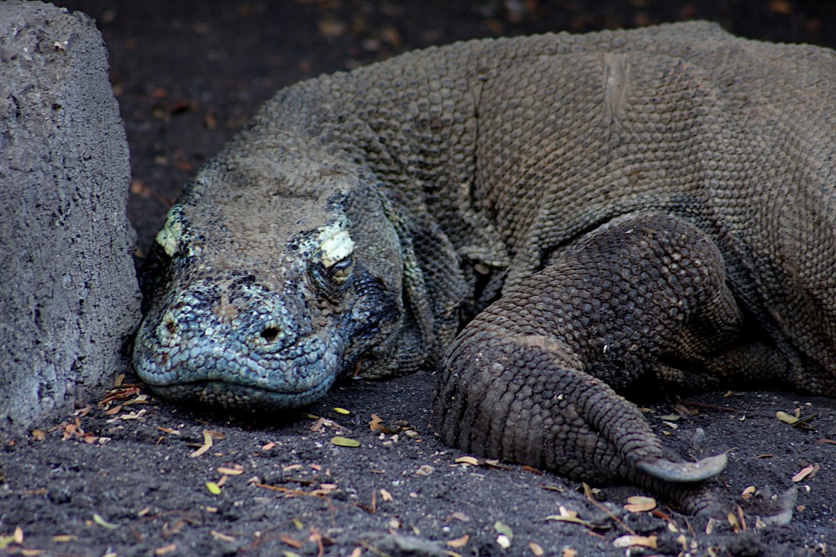Варан Комодский Кровавый