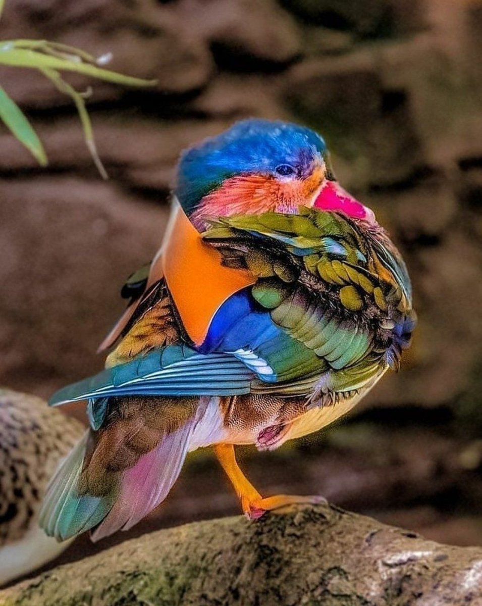 Яркие птицы