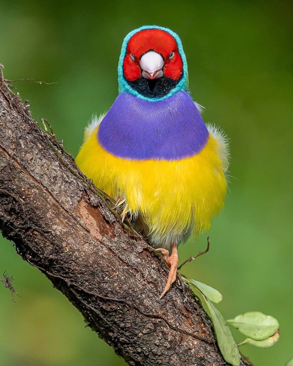 Амадин яркий