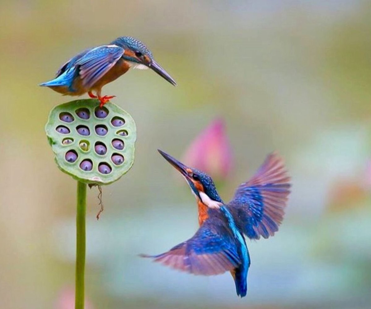 Зимородок и Колибри