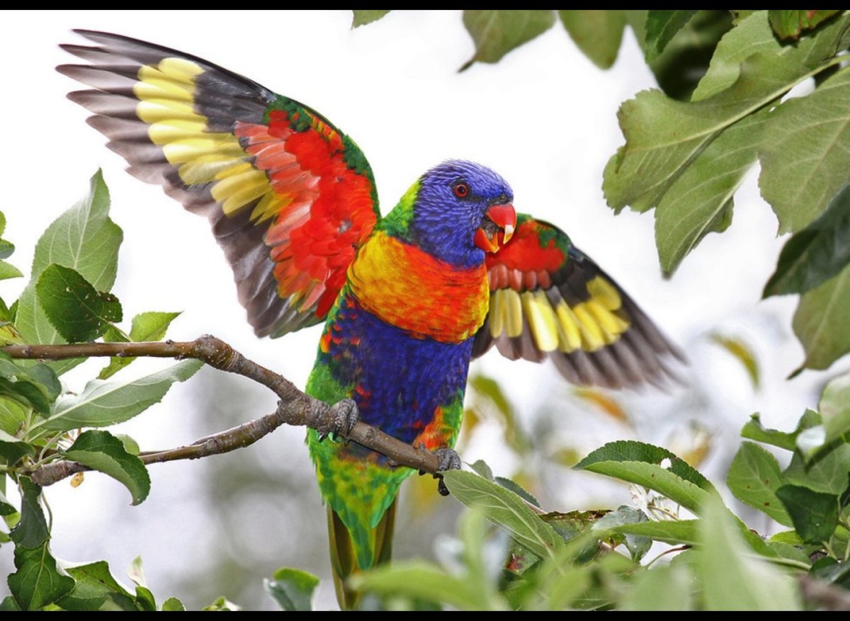 Радужный лорикет