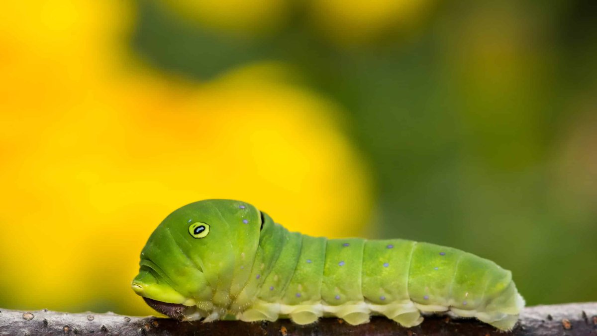 Гусеницы ласточки