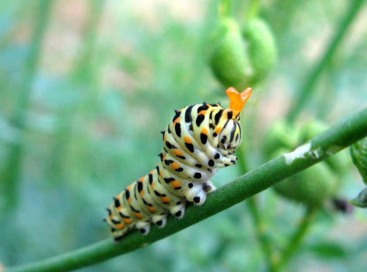 Изумрудный Махаон гусеница