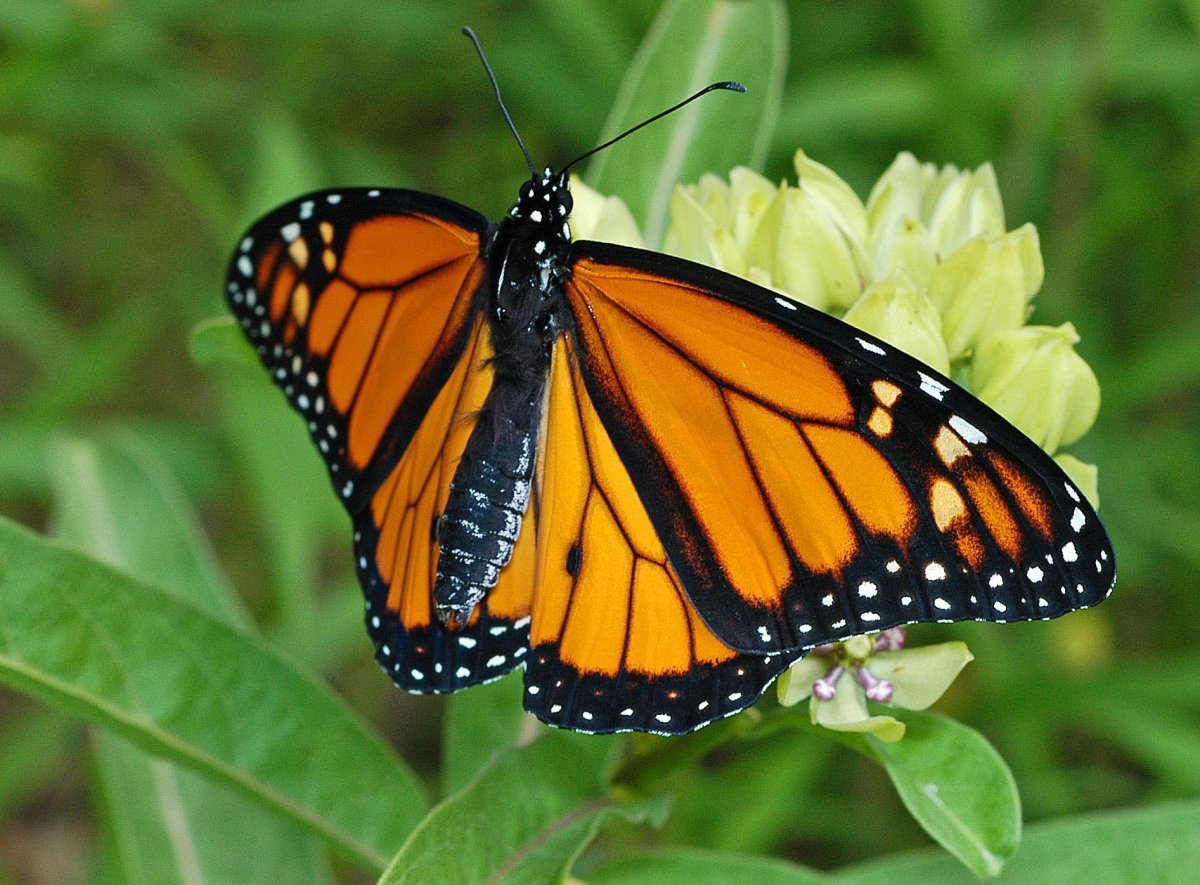 Красивые ядовитые бабочки