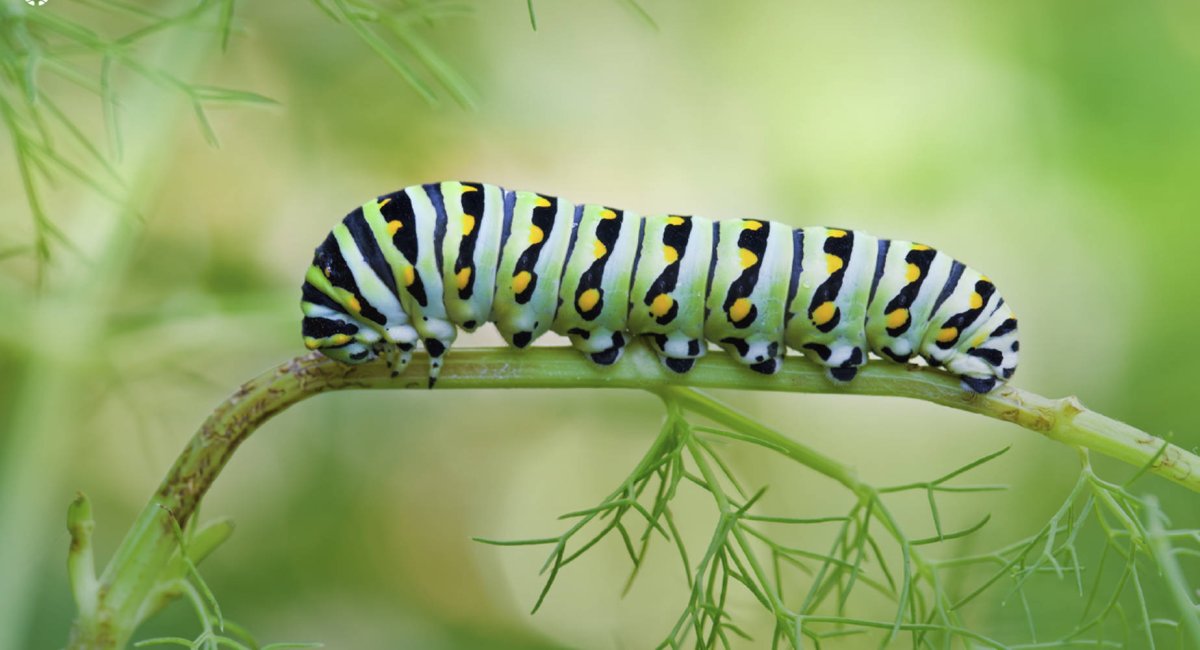 Papilio Polyxenes гусеница