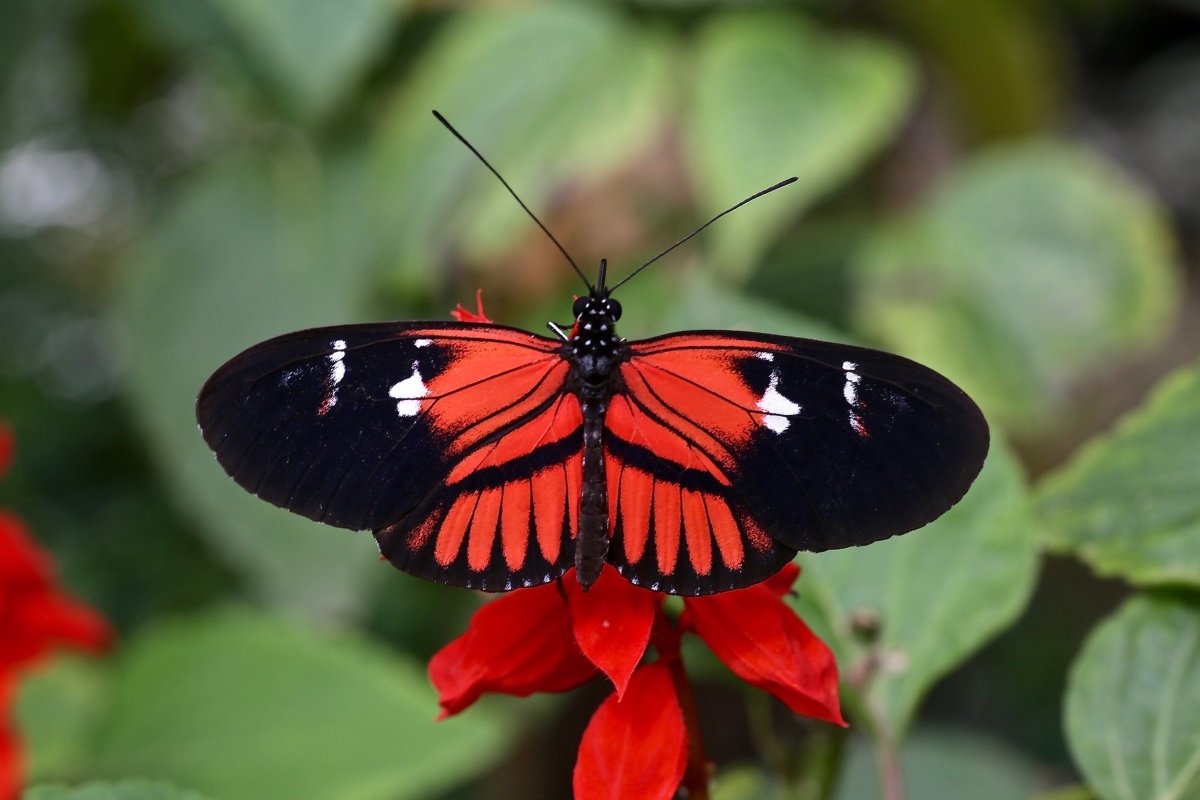 Медведица Кайя бабочка самка