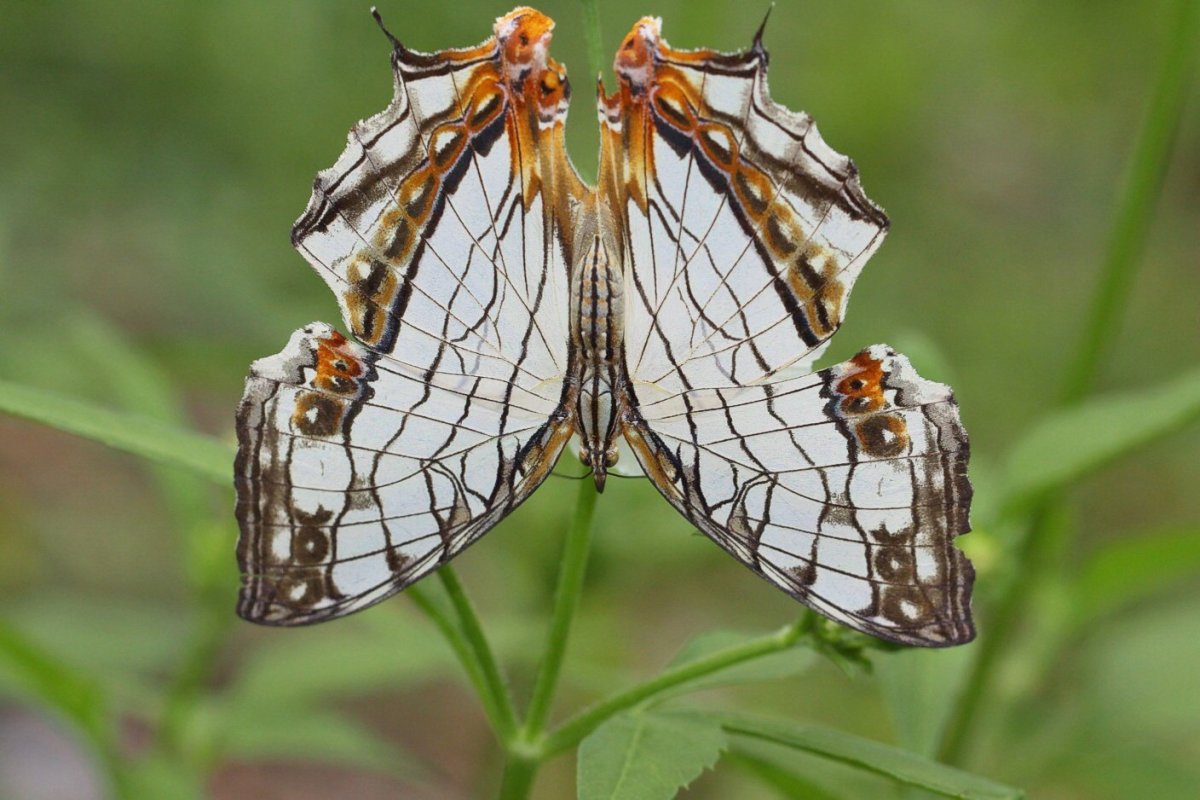 Виды ядовитых бабочек
