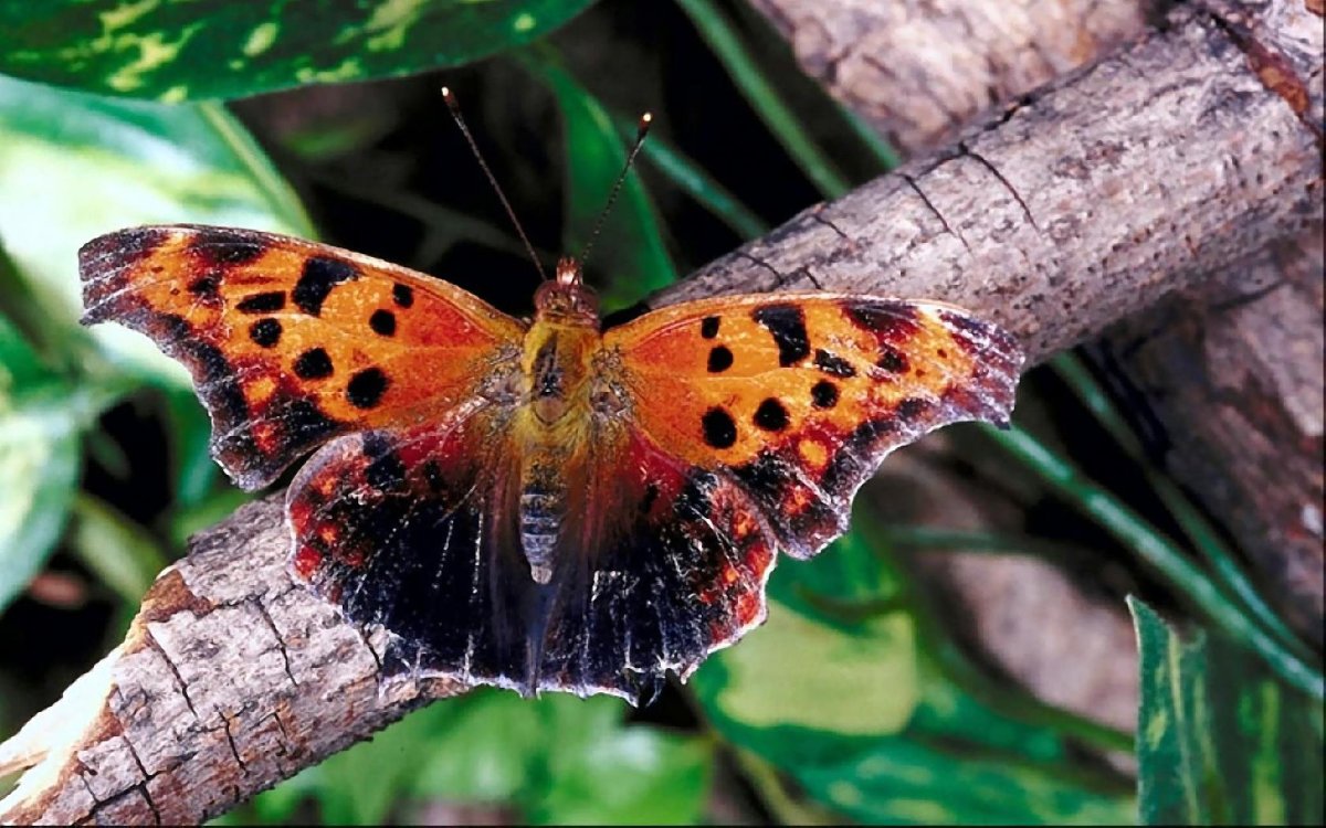 Ядовитые бабочки