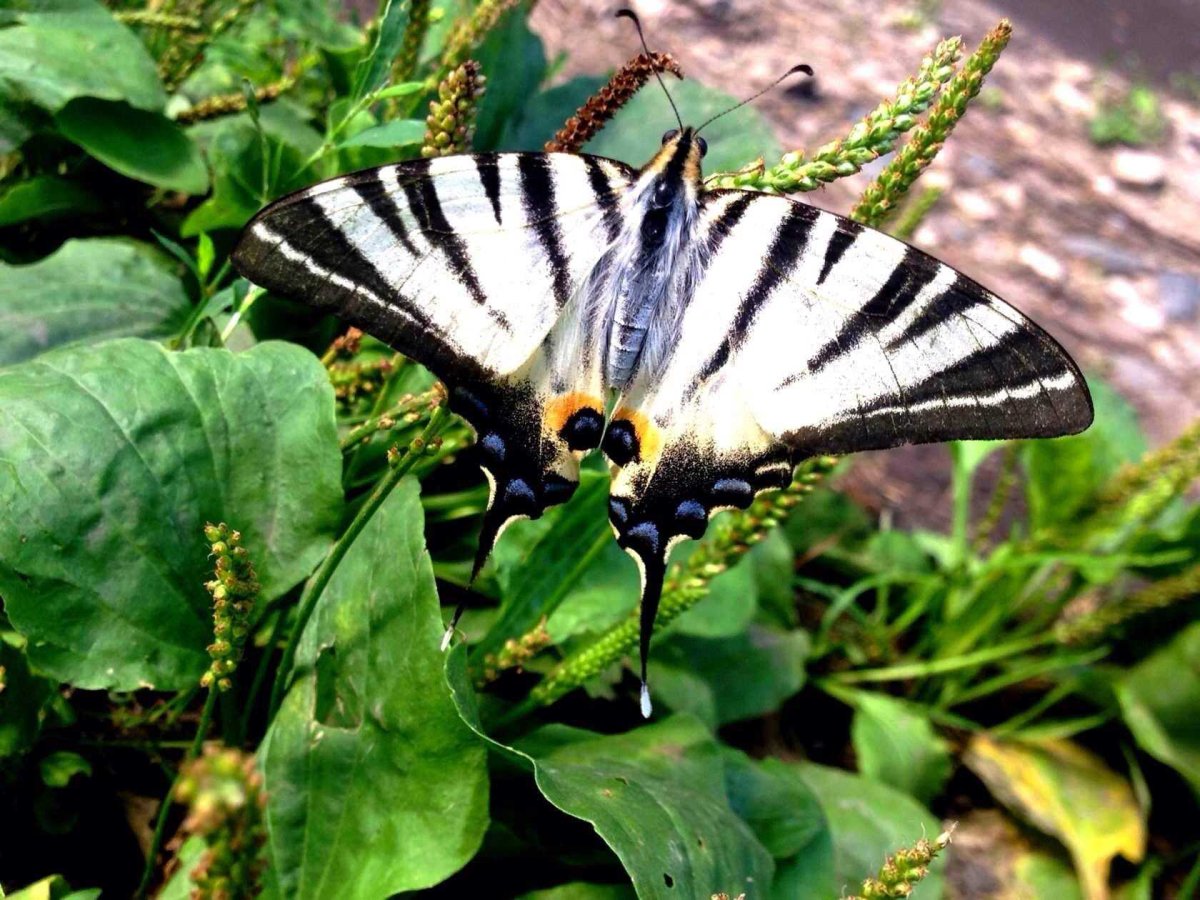 Ядовитые бабочки