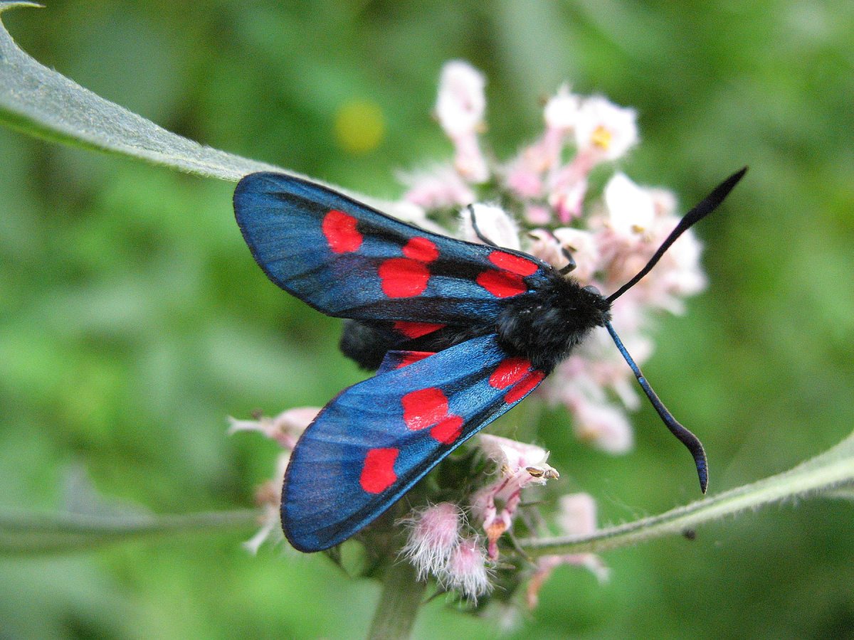 Пестрянка бабочка