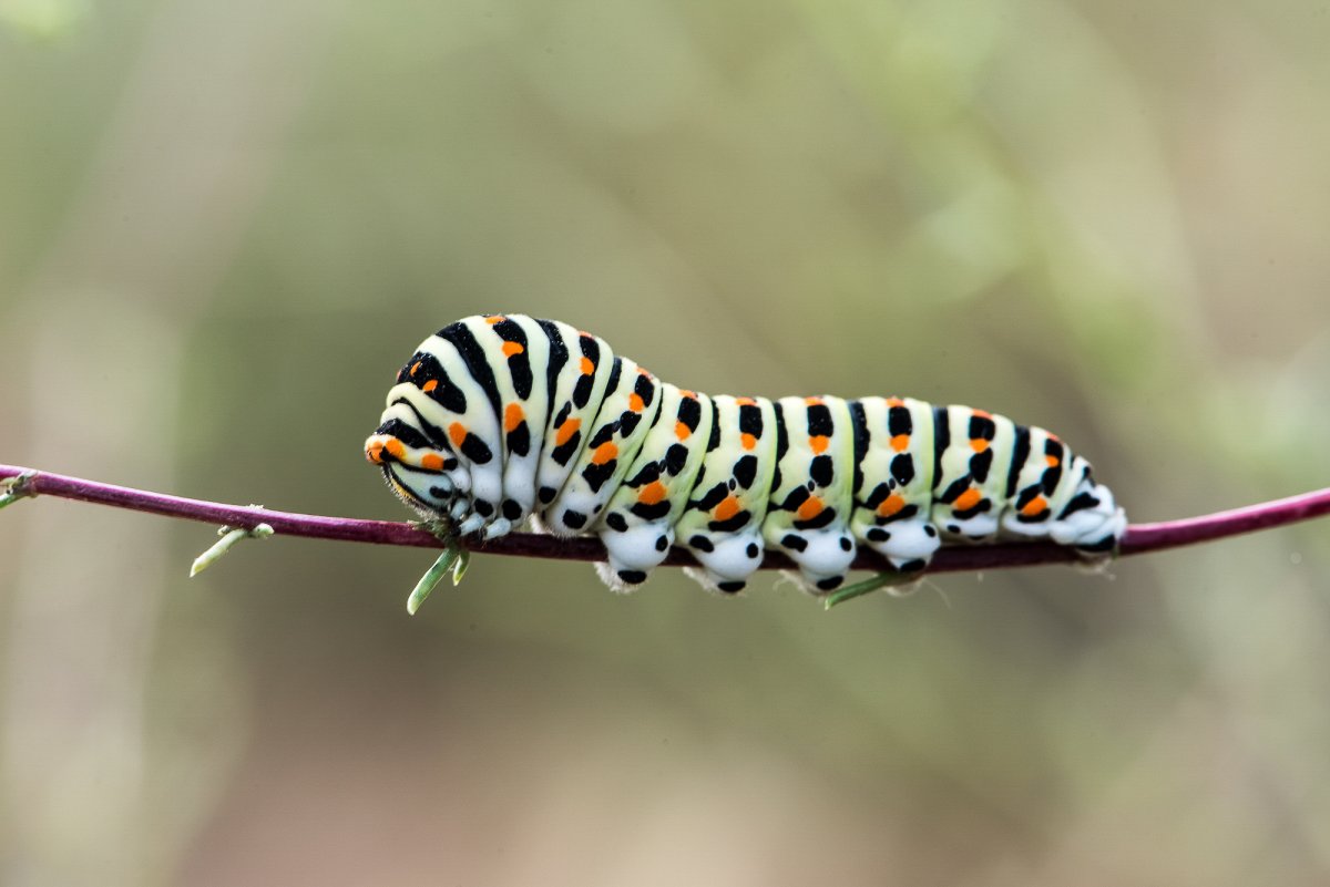 Синий Махаон гусеница