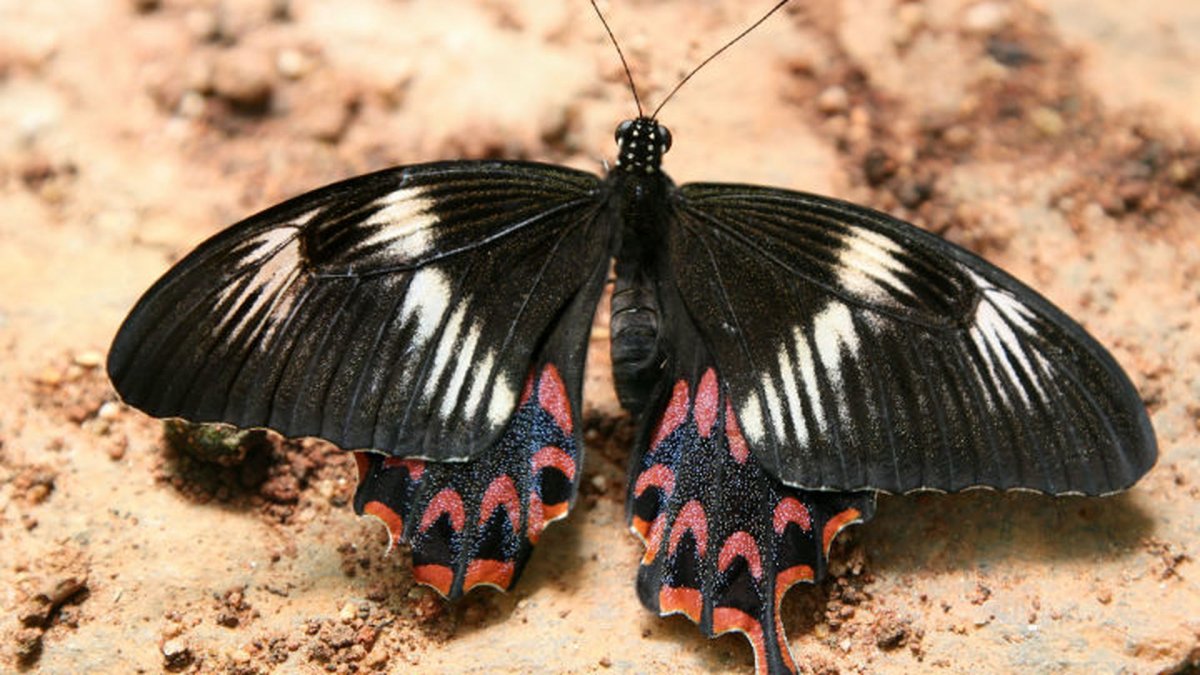 Papilio Polytes бабочка