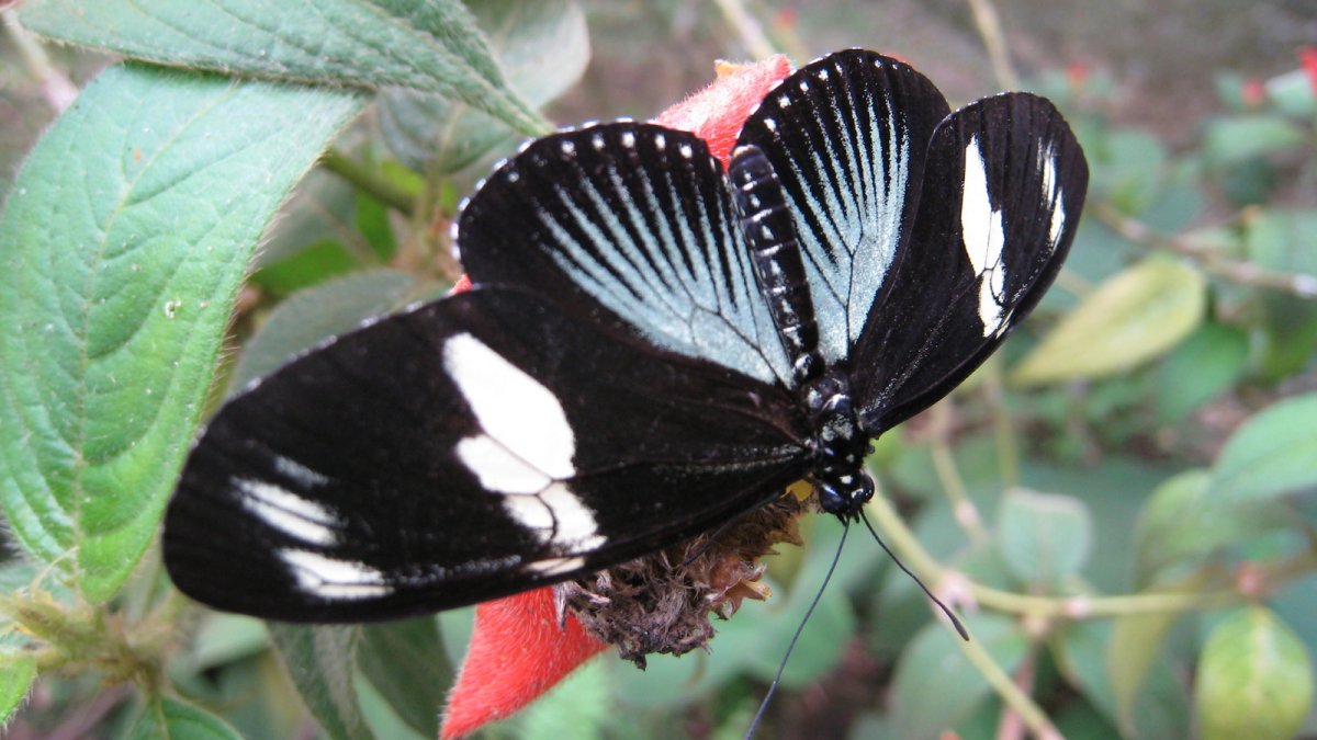 Heliconius Doris бабочка