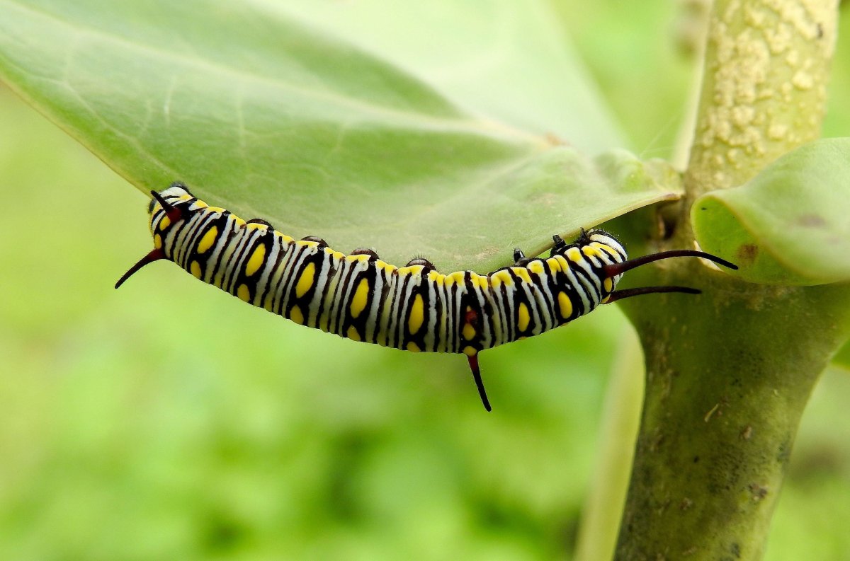 Гусеница Данаида хризипп