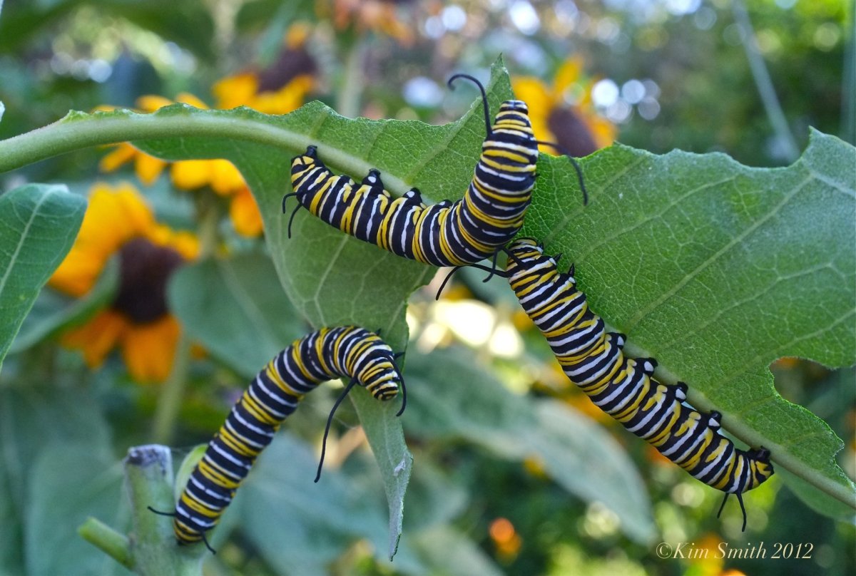 Данаида Монарх гусеница