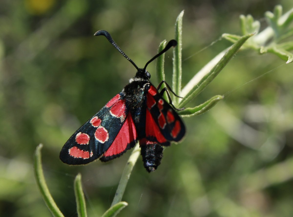 Бабочка обыкновенная Медведица ядовитая