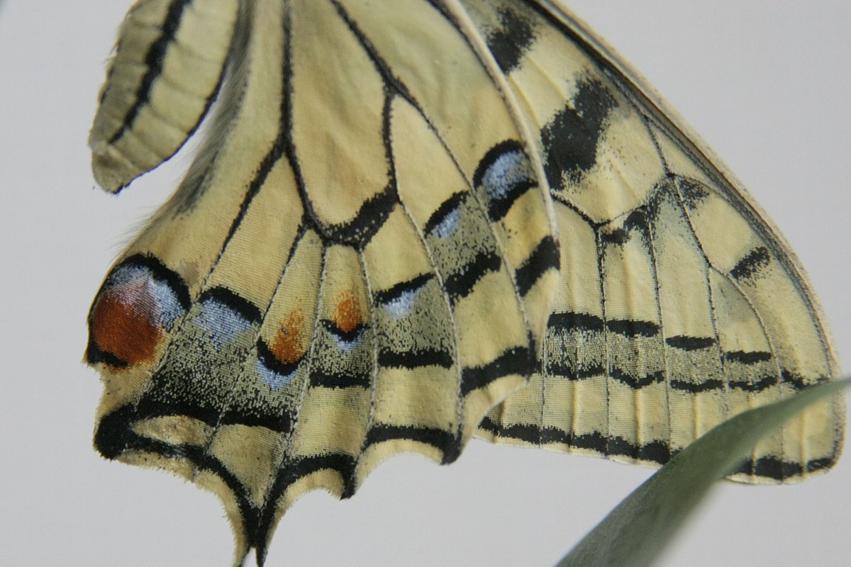 Тигровый Махаон бабочка