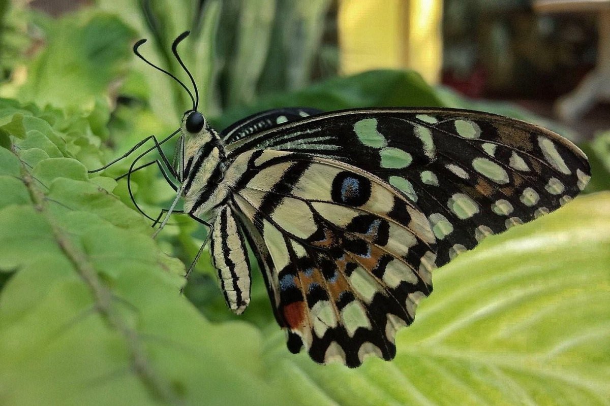 Бабочка Махаон Аполлон