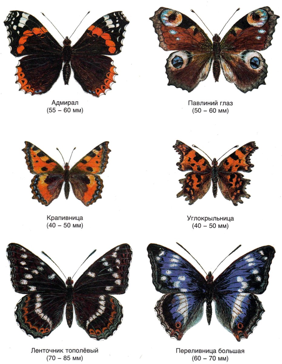 - Павлиний глаз, - Махаон, - Адмирал.