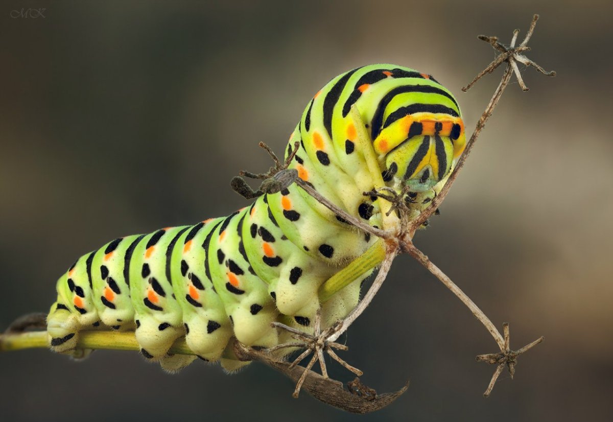 Гусеница Махаона ядовитая