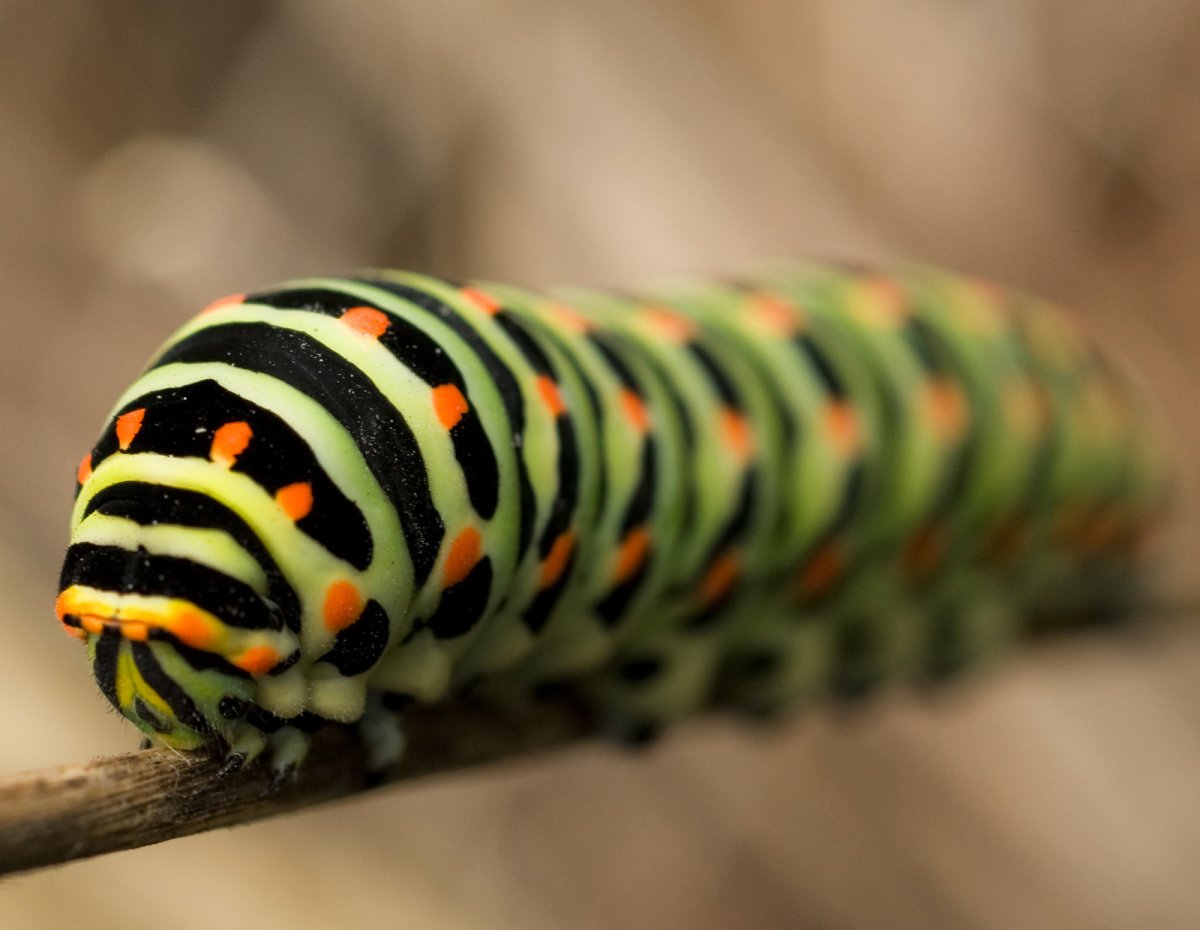 Гузано гусеница