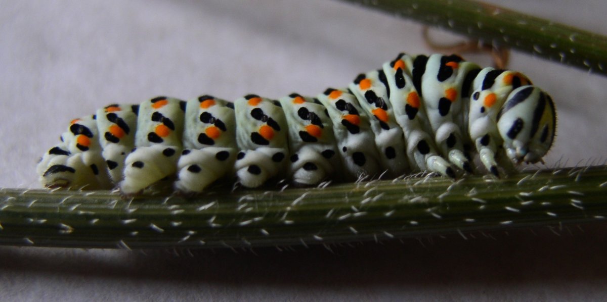 МУТАНТ гороха Chenille