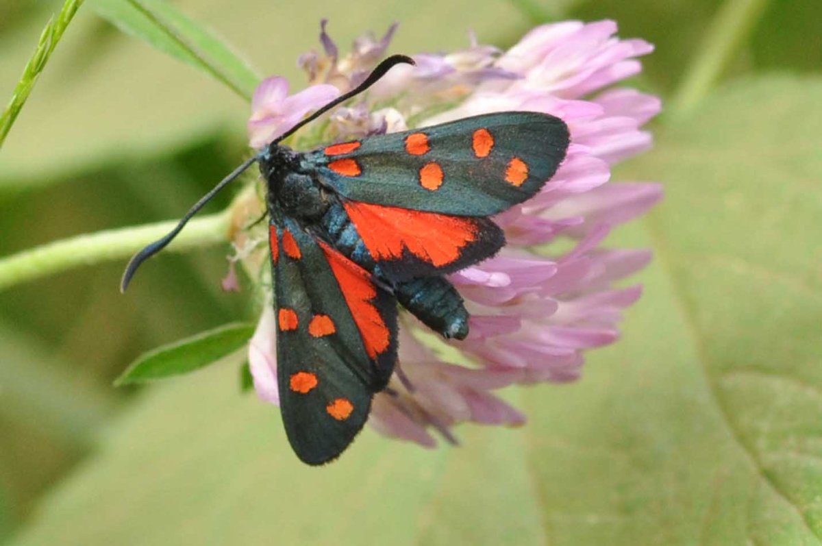 Пестрянка глазчатая