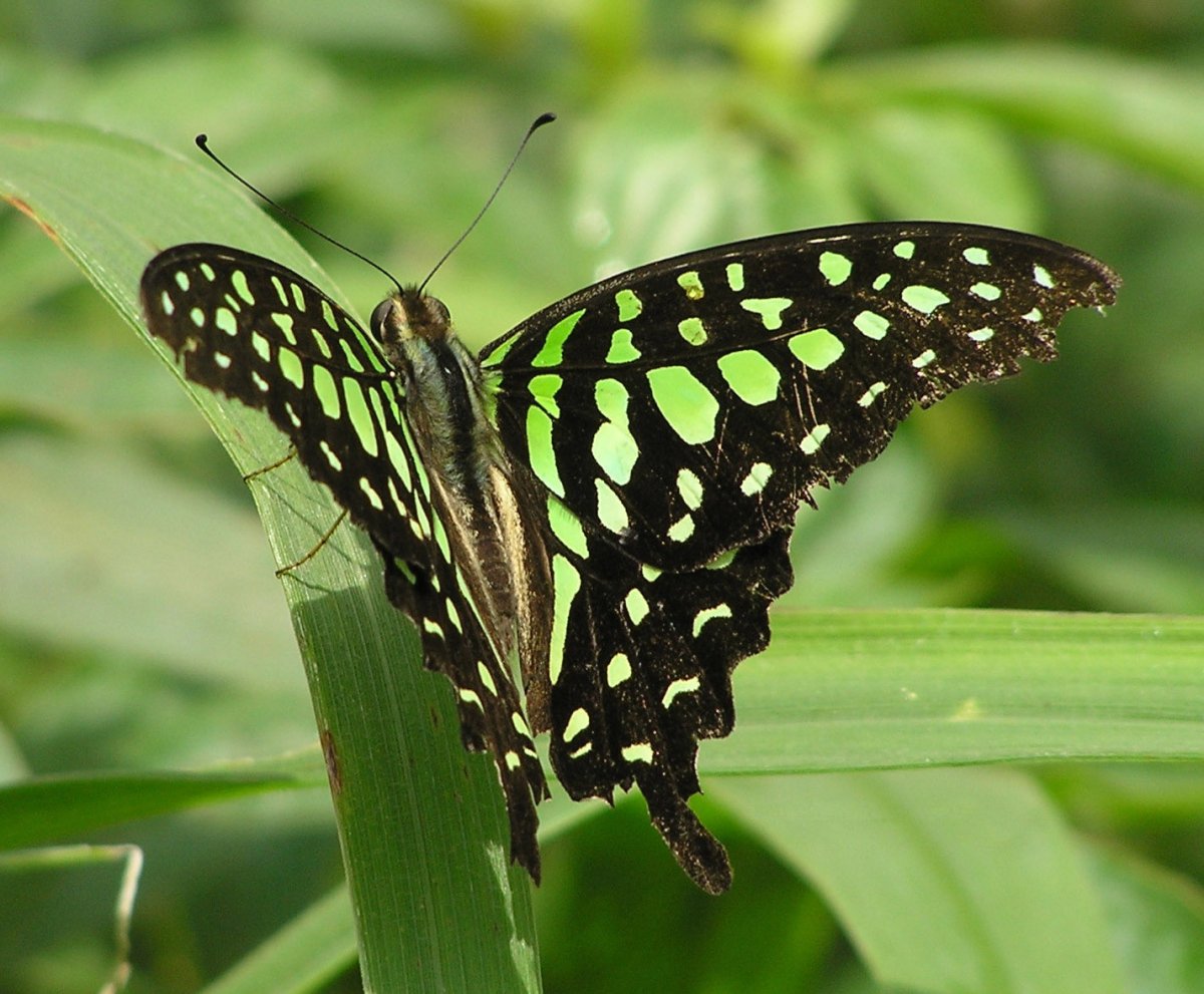 Graphium Agamemnon бабочка