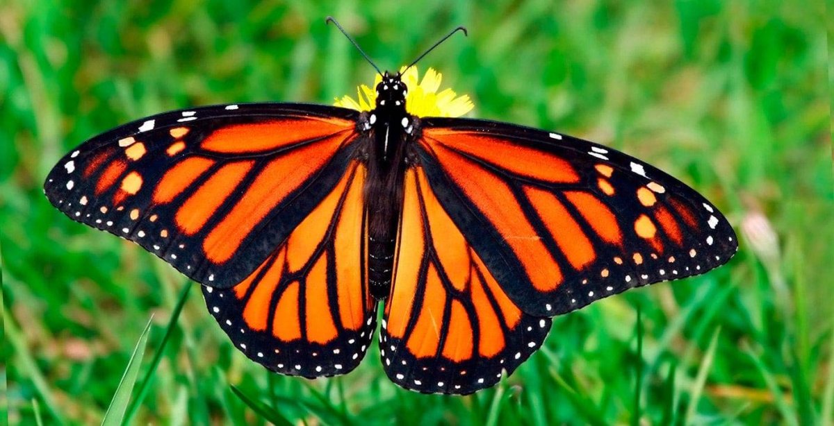 Бабочка Монарх белая с синим