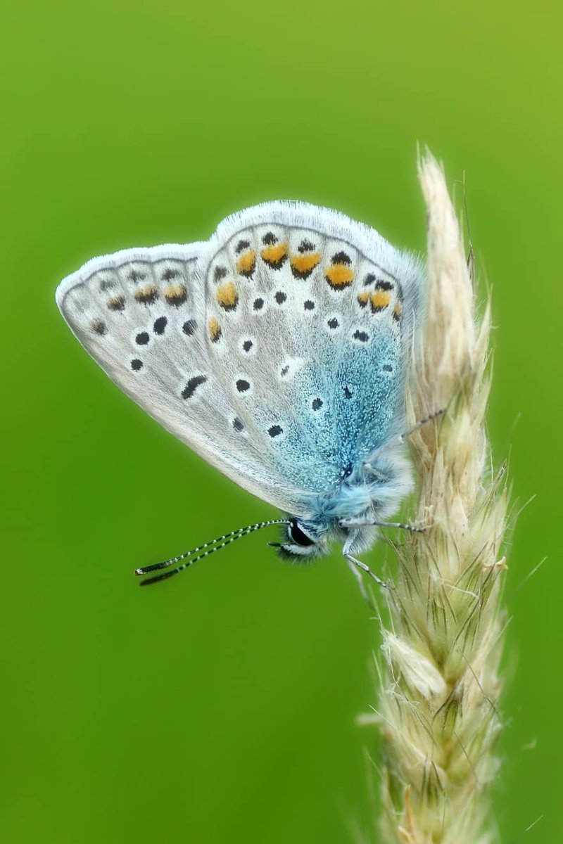 Ядовитые бабочки