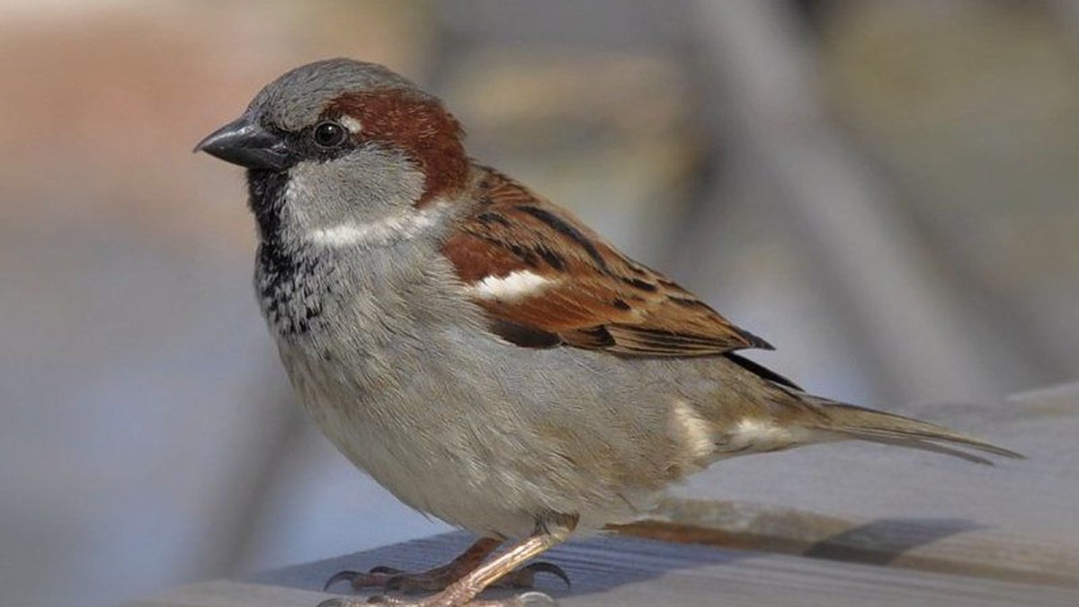 Домовый Воробей воробьиные