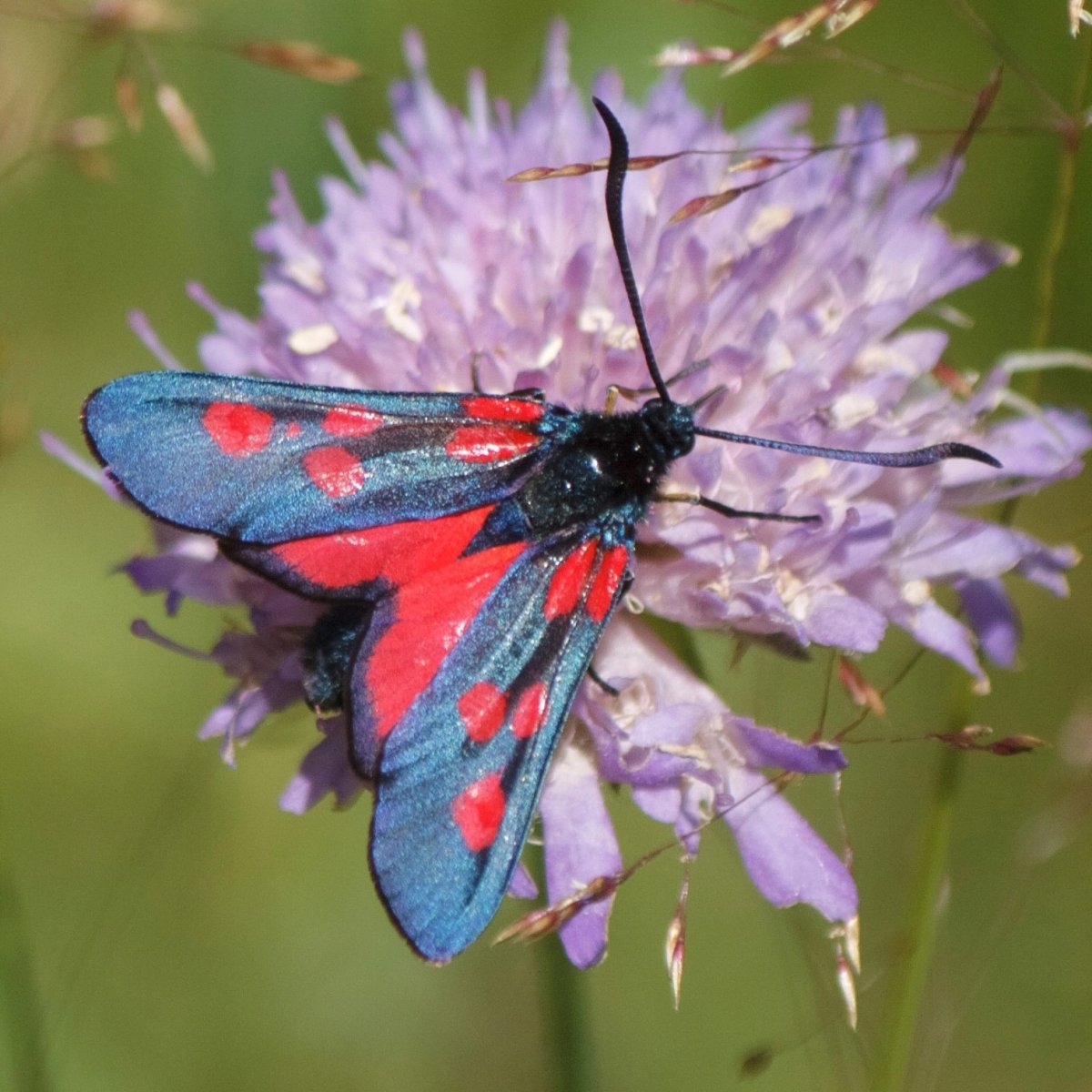 Пестрянка изменчивая бабочка
