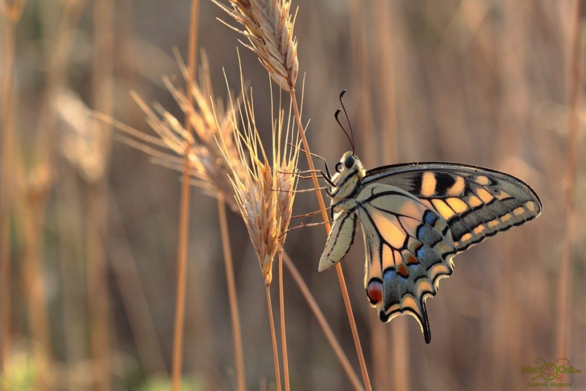 Бабочка Махаон (Papilio Machaon)