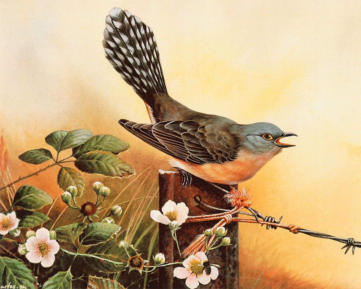 Eric Shepherd Кукушка