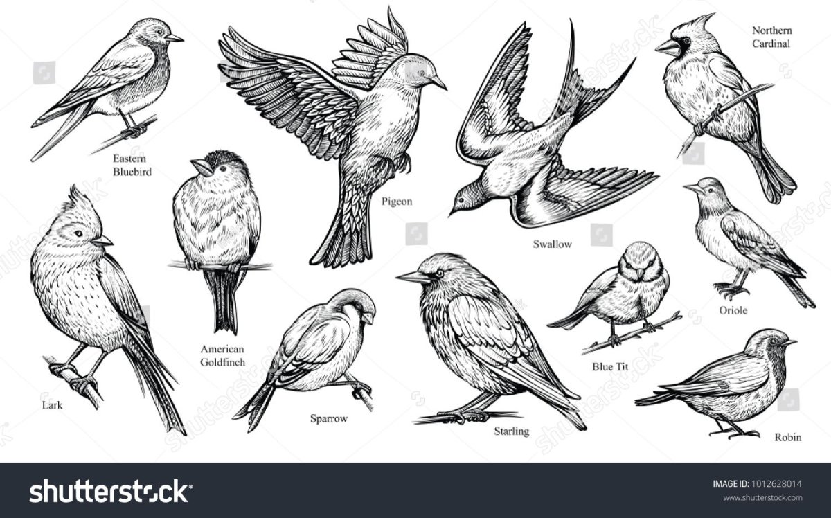 Птица в профиль рисунок