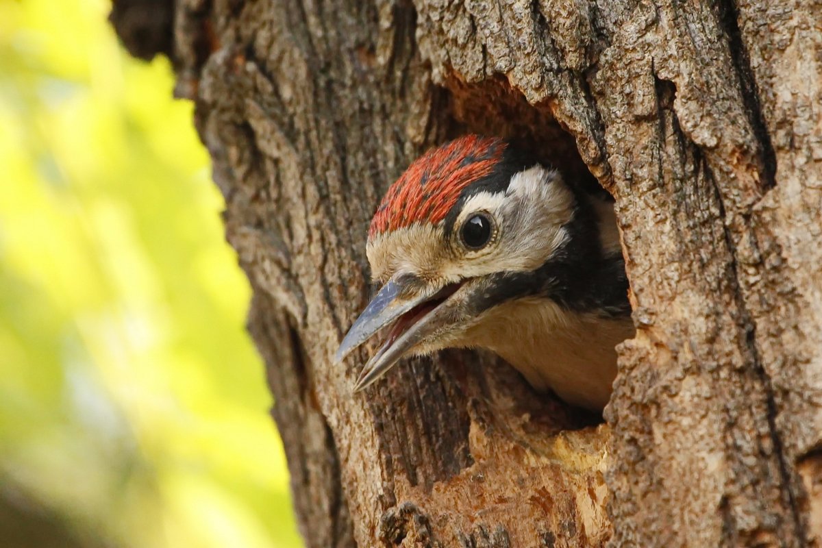 Птица в дупле