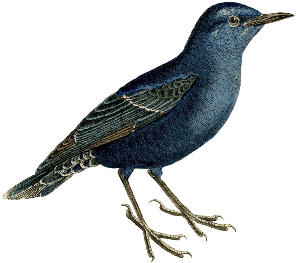 Скворец Перелетная птица