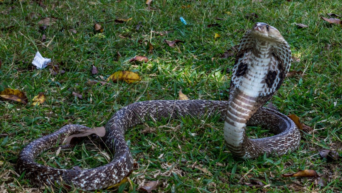Анаконда и Королевская Кобра
