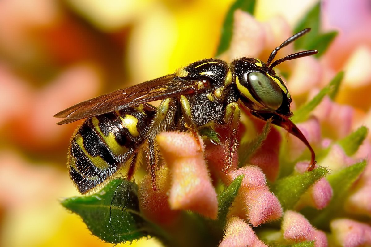 Макрофотографии насекомых