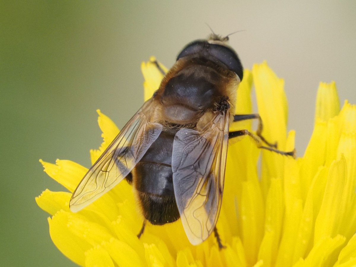 Eristalis Tenax личинка опасна ли для человека
