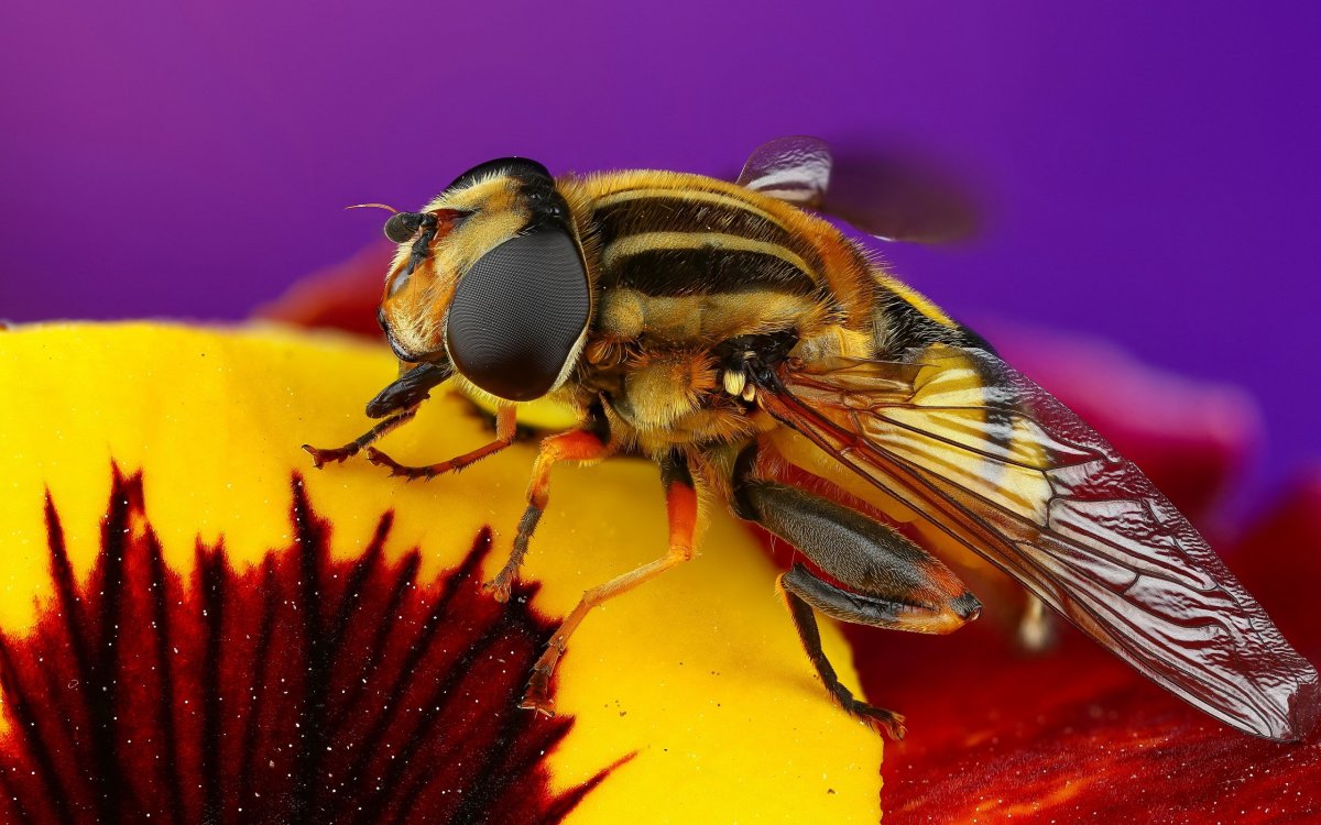 Жук Музыкантик