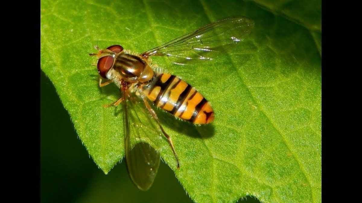 Episyrphus balteatus