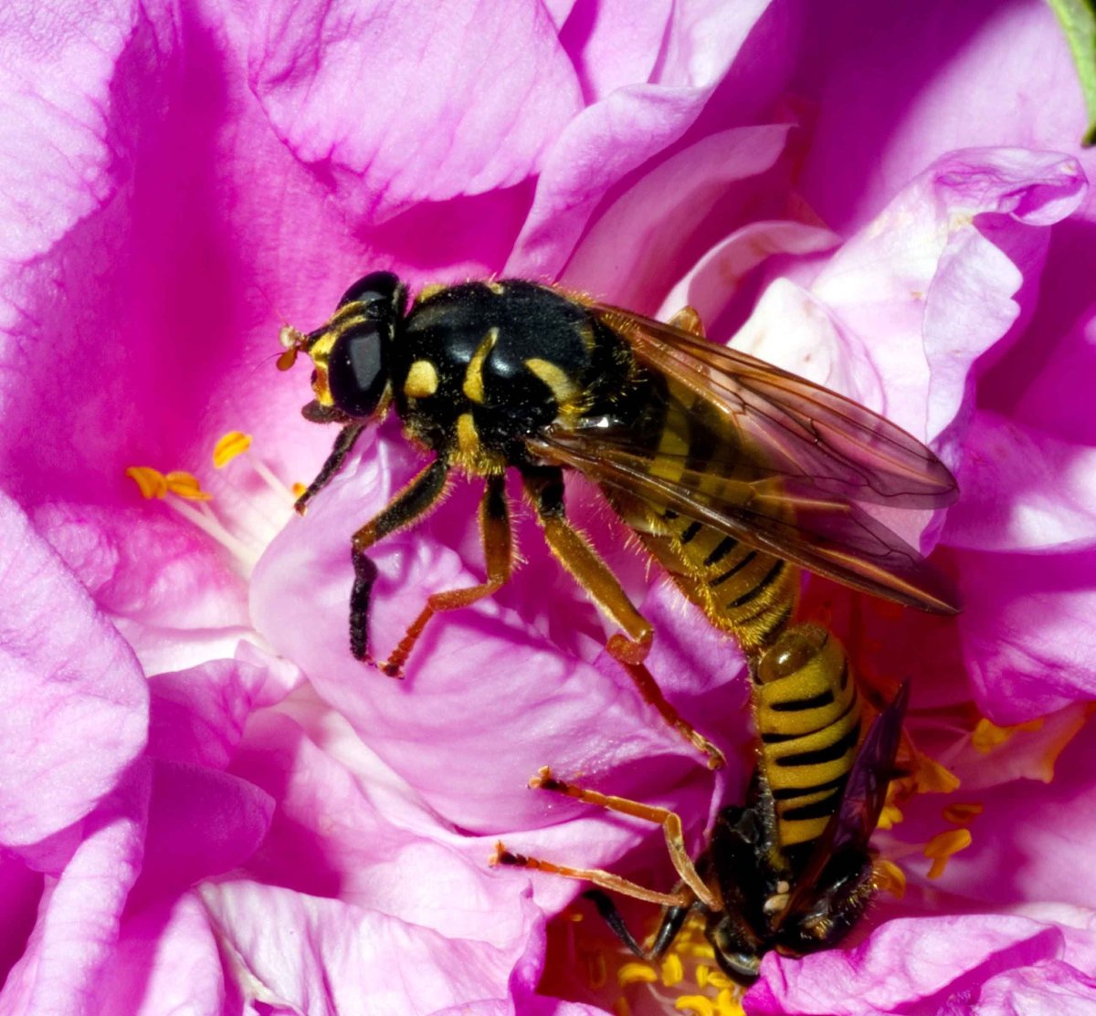 Музыкантик насекомые