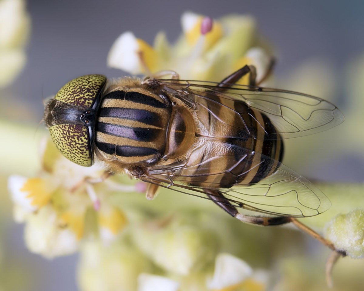 Пчела Музыкантик